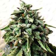 Holy Smoke Seeds OG Strawberry Star Killer