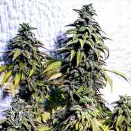 Holy Smoke Seeds OG Upsetter