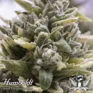 Humboldt Seed Organization AUTOMATIC O.G. Kush