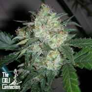 Cali Connection Seeds OGiesel