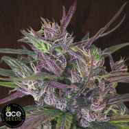 ACE Seeds Oldtimers Haze