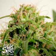 Short Stuff Seeds Onyx