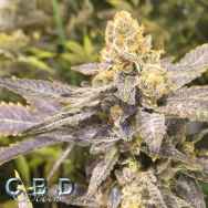 CBD Seeds Orange Big Bud