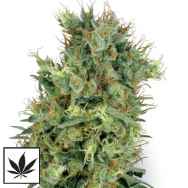 White Label Seeds California Orange Bud