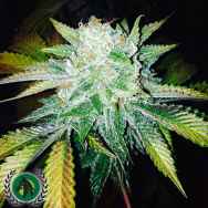 DarkHorse Genetics Seeds Orange Cream