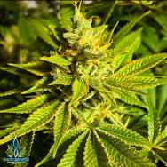 Exotic Genetix Seeds Orange Cream