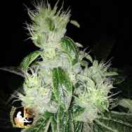 Lady Sativa Genetics Seeds Orange Diesel V3