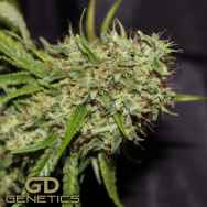 Green Devil Seeds Orange Haze