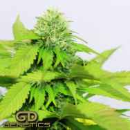 Green Devil Seeds Orange Kush