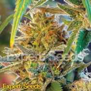 Expert Seeds California Orange aka Orange Skunk