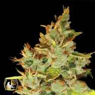 Lady Sativa Genetics Seeds OrangeNesia