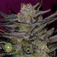 Dynasty Genetics Seeds Oregon Huckleberry IBL 2015