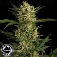 Dinafem Seeds Original Amnesia AUTO