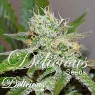 Delicious Seeds Original Juan Herer