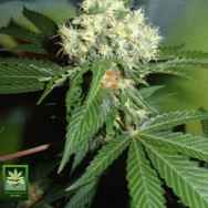 Homegrown Fantaseeds Original Misty