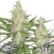 Dutch Passion Seeds Outlaw Amnesia