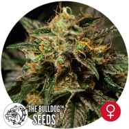 The Bulldog Seeds O.Z. Kush