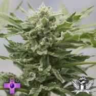 Gage Green Seeds Peacemaker