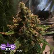 CBD Crew Seeds PH