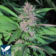 Cannabiogen Seeds Pakistan Chitral Kush