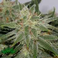 BC Bud Depot Seeds PampleMousse