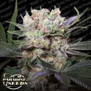 Paradise Seeds Californian Gold