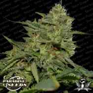 Paradise Seeds Original Cheese (IBL)