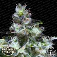 Paradise Seeds Original White Widow (IBL)