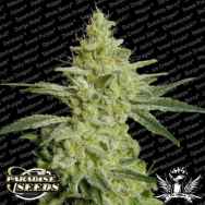 Paradise Seeds Allkush