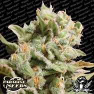 Paradise Seeds Dutch Dragon