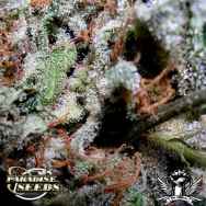 Paradise Seeds Indica Champion Mix