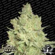 Paradise Seeds Jacky White