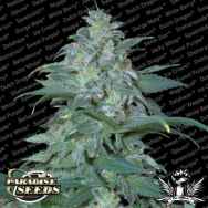 Paradise Seeds Magic Bud