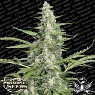 Paradise Seeds Pandora Autoflowering Seeds