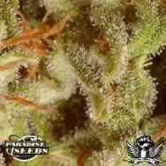 Paradise Seeds Sativa Champion Mix