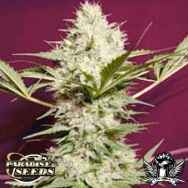 Paradise Seeds Sativa Spirit