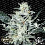 Paradise Seeds Sensi Star