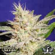 Paradise Seeds Sheherazade