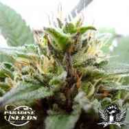 Paradise Seeds Sugar Babe