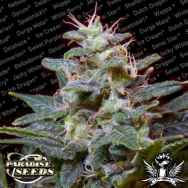 Paradise Seeds Sweet Purple