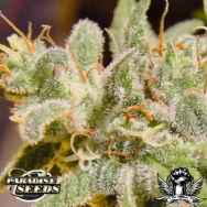 Paradise Seeds Swiss Bliss