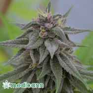 Medicann Seeds Peach Candy