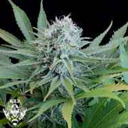 G13 Labs Seeds Peach Puree CBD