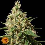 Barneys Farm Seeds Peppermint Kush