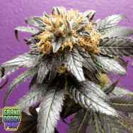 GrandDaddy Purple Seeds Phantom Cookies