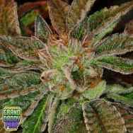 GrandDaddy Purple Seeds Phantom Kush