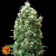 Barneys Farm Seeds Phatt Fruity