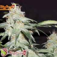 Dr. Krippling Seeds Pickled Diesel AUTO