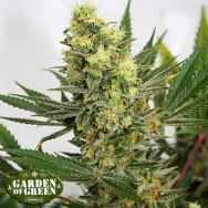 Garden of Green Seeds Pineapple Amnesia