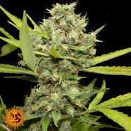 Barneys Farm Seeds Pineapple Chunk